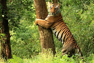 AC Sleeper Full Package — Jabalpur to Kanha National Park