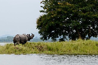 AC Sleeper Full Package — Guwahati to Kaziranga National Park